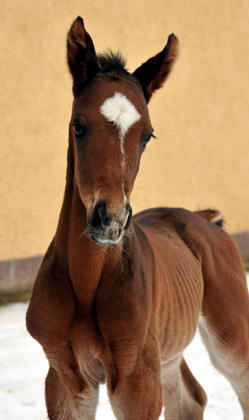 Trakehner colt by Showmaster out of Kaiserspiel by Exclusiv - Gestt Hmelschenburg - Beate Langels