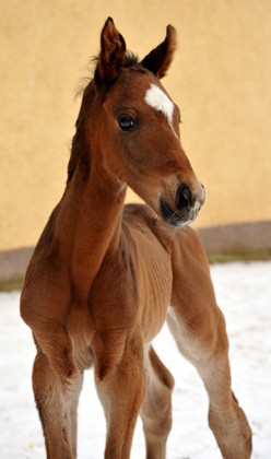 Trakehner colt by Showmaster out of Kaiserspiel by Exclusiv - Gestt Hmelschenburg - Beate Langels