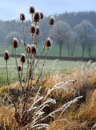 Ein Tag im Januar 2012 - Foto: Beate Langels - Trakehner Gestt Hmelschenburg