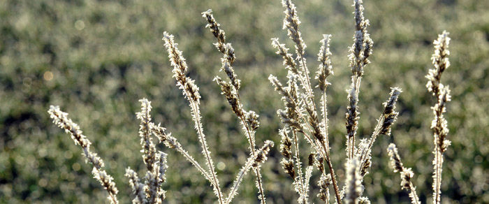 Ein Tag im Januar 2012 - Foto: Beate Langels - Trakehner Gestt Hmelschenburg