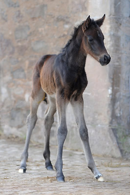 At the age of 2 days: Trakehner Filly by Summertime out of Pr.a.StPrSt. Vittoria by Exclusiv, Gestt Hmelschenburg - Beate Langels