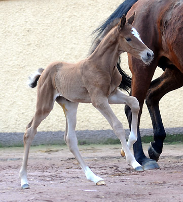 At the age of 5 days: Trakehner Colt by Saint Cyr out of Pr. u. StPrSt. Karena by Freudenfest - Trakehner Gestt Hmelschenburg, Beate Langels