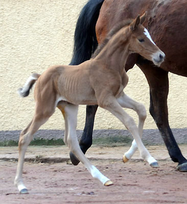 At the age of 5 days: Trakehner Colt by Saint Cyr out of Pr. u. StPrSt. Karena by Freudenfest - Trakehner Gestt Hmelschenburg, Beate Langels