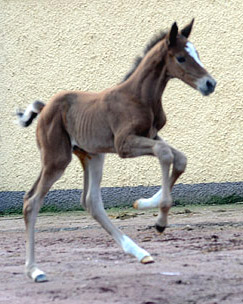 At the age of 5 days: Trakehner Colt by Saint Cyr out of Pr. u. StPrSt. Karena by Freudenfest - Trakehner Gestt Hmelschenburg, Beate Langels