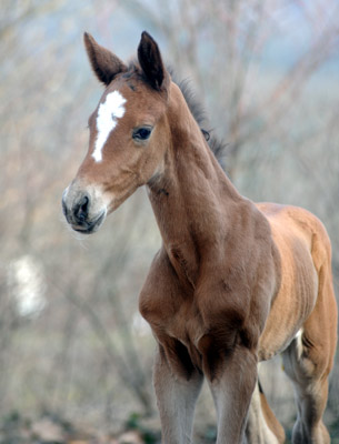 At the age of 5 days: Trakehner Colt by Saint Cyr out of Pr. u. StPrSt. Karena by Freudenfest - Trakehner Gestt Hmelschenburg, Beate Langels