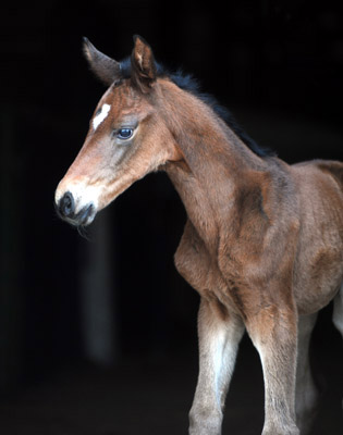 At the age of 2 days: Trakehner Filly by Imperio out of Elitemare Schwalbenspiel by Exclusiv, Trakehner Gestt Hmelschenburg - Beate Langels