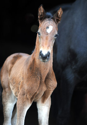 At the age of 2 days: Trakehner Filly by Imperio out of Elitemare Schwalbenspiel by Exclusiv, Trakehner Gestt Hmelschenburg - Beate Langels