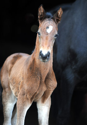 At the age of 2 days: Trakehner Filly by Imperio out of Elitemare Schwalbenspiel by Exclusiv, Trakehner Gestt Hmelschenburg - Beate Langels