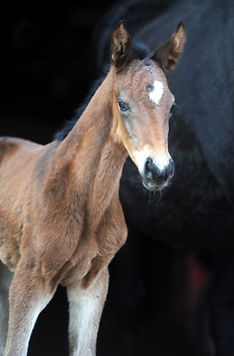 At the age of 2 days: Trakehner Filly by Imperio out of Elitemare Schwalbenspiel by Exclusiv, Trakehner Gestt Hmelschenburg - Beate Langels