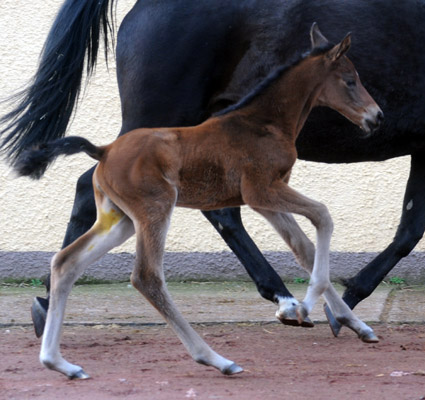 At the age of 2 days: Trakehner Filly by Imperio out of Elitemare Schwalbenspiel by Exclusiv, Trakehner Gestt Hmelschenburg - Beate Langels