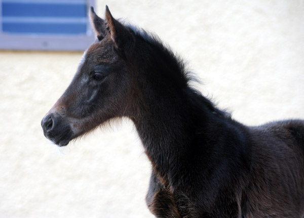 At the age of 2 days: Trakehner Filly by Summertime out of Pr.a.StPrSt. Vittoria by Exclusiv, Gestt Hmelschenburg - Beate Langels