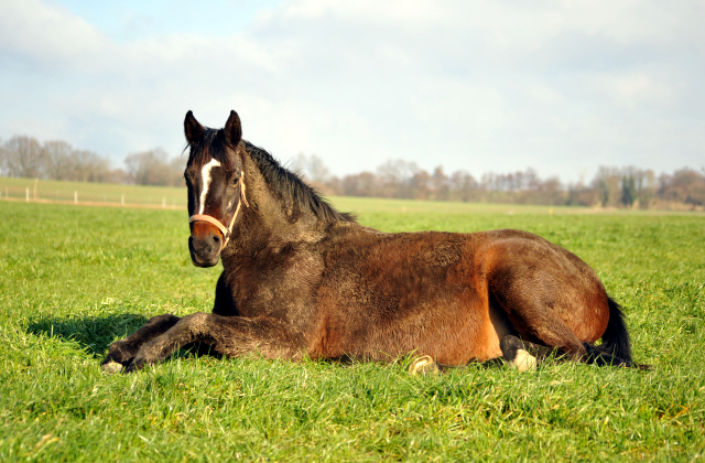 16. Februar 2016  - Schwalbenfeder auf der Feldweide - Foto: Beate Langels -
Trakehner Gestt Hmelschenburg