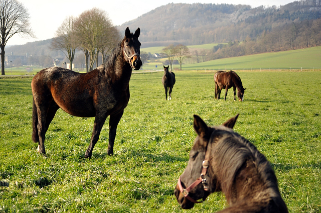 16. Februar 2016  - die Hmelschenburger Stuten auf der Feldweide - Foto: Beate Langels -
Trakehner Gestt Hmelschenburg