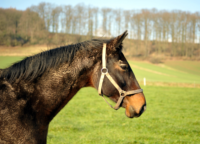 16. Februar 2016  - Beloved auf der Feldweide - Foto: Beate Langels -
Trakehner Gestt Hmelschenburg