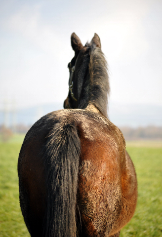 16. Februar 2016  - die Hmelschenburger Stuten auf der Feldweide - Foto: Beate Langels -
Trakehner Gestt Hmelschenburg