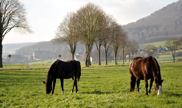 16. Februar 2016  - die Hmelschenburger Stuten auf der Feldweide - Foto: Beate Langels -
Trakehner Gestt Hmelschenburg