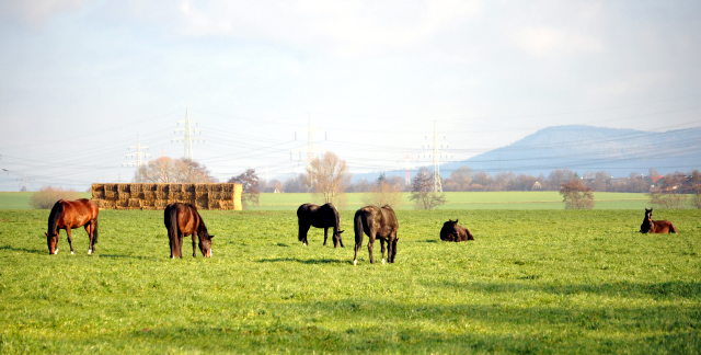 16. Februar 2016  - die Hmelschenburger Stuten auf der Feldweide - Foto: Beate Langels -
Trakehner Gestt Hmelschenburg