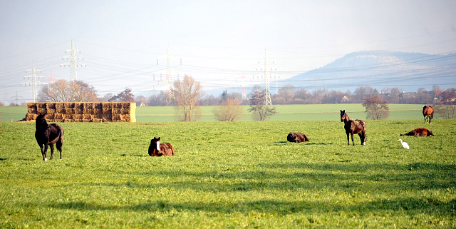 16. Februar 2016  - Foto: Beate Langels -
Trakehner Gestt Hmelschenburg