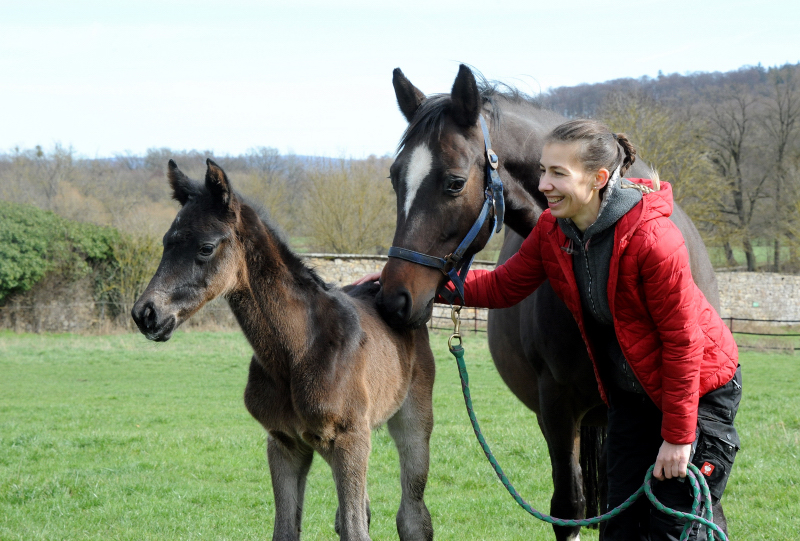 24 Stunden alt: Oldenburger Stutfohlen von Jovian u.d. Schwalbendiva v. Totilas 
 - Trakehner Gestt Hmelschenburg - Beate Langels