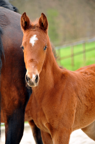 Trakehner Stutfohlen von Saint Cyr u.d. Hetti v. Exclusiv, Foto: Ursula Bremer