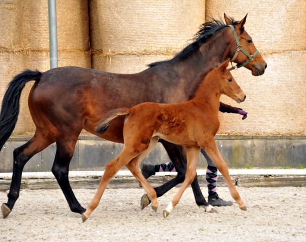 Trakehner Stutfohlen von Saint Cyr u.d. Hetti v. Exclusiv, Foto: Ursula Bremer