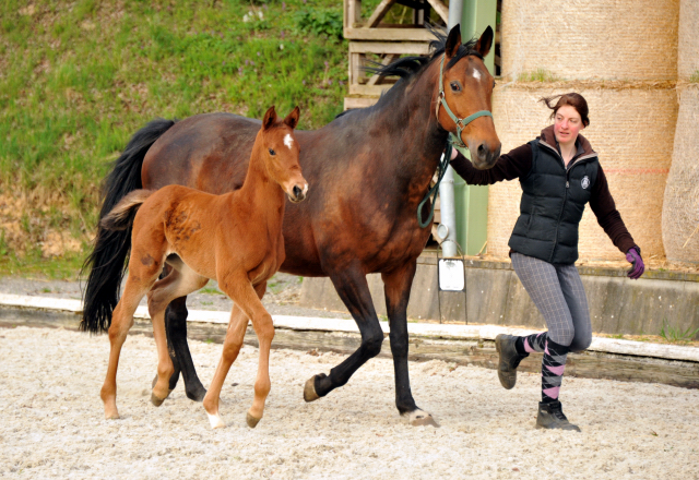 Trakehner Stutfohlen von Saint Cyr u.d. Hetti v. Exclusiv, Foto: Ursula Bremer