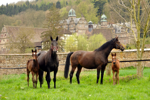 Stuten und Fohlen im Gestüt Hämelschenburg - 16. April 2016 im
Trakehner Gestüt Hämelschenburg