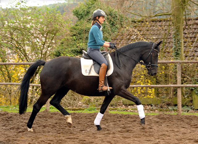 Prämienstute Ginger Rogers v. Symont u.d. Greta Garbo v. Alter Fritz - 16. April 2016 im
Trakehner Gestüt Hämelschenburg