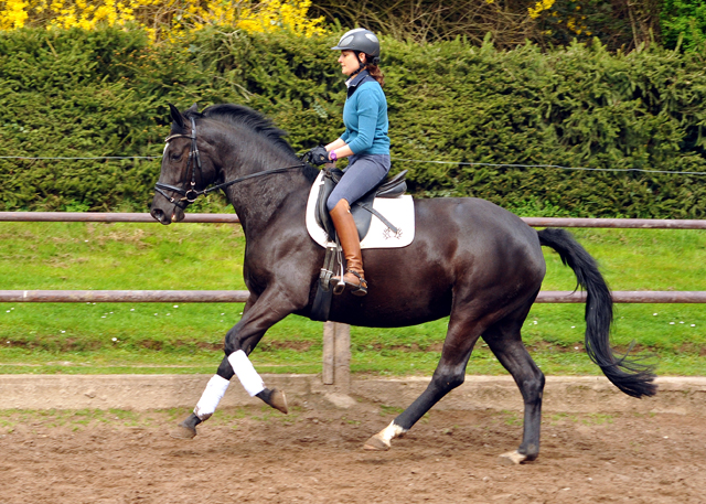 Prämienstute Ginger Rogers v. Symont u.d. Greta Garbo v. Alter Fritz - 16. April 2016 im
Trakehner Gestüt Hämelschenburg