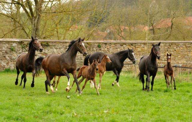 Stuten und Fohlen im Gestüt Hämelschenburg - 16. April 2016 im
Trakehner Gestüt Hämelschenburg