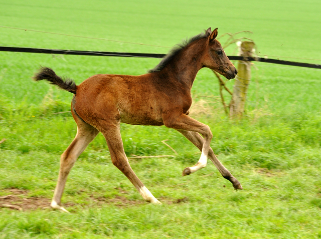 Stutfohlen von De Niro u.d. Schwalbendiva v. Totilas - im Gestüt Hämelschenburg - 16. April 2016 im
Trakehner Gestüt Hämelschenburg