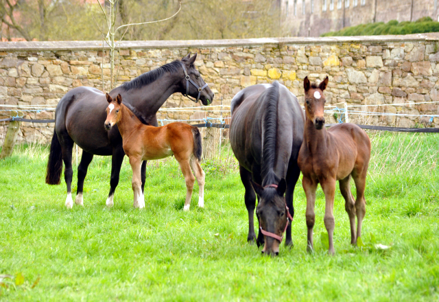 Stuten und Fohlen im Gestüt Hämelschenburg - 16. April 2016 im
Trakehner Gestüt Hämelschenburg