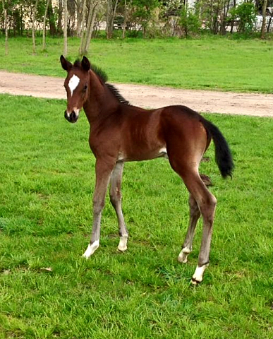 Trakehner Stutfohlen von High Motion u.d. Sacre d'Elysee v. Exclusiv - copyright Sabine Langels, Trakehner 
Gestt Hmelschenburg