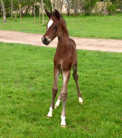 Trakehner Stutfohlen von High Motion u.d. Sacre d'Elysee v. Exclusiv - copyright Sabine Langels, Trakehner 
Gestt Hmelschenburg