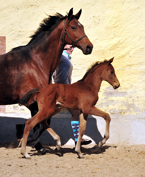 Trakehner Stutfohlen von High Motion u.d. Hetti v. Exclusiv, Foto: Beate Langels