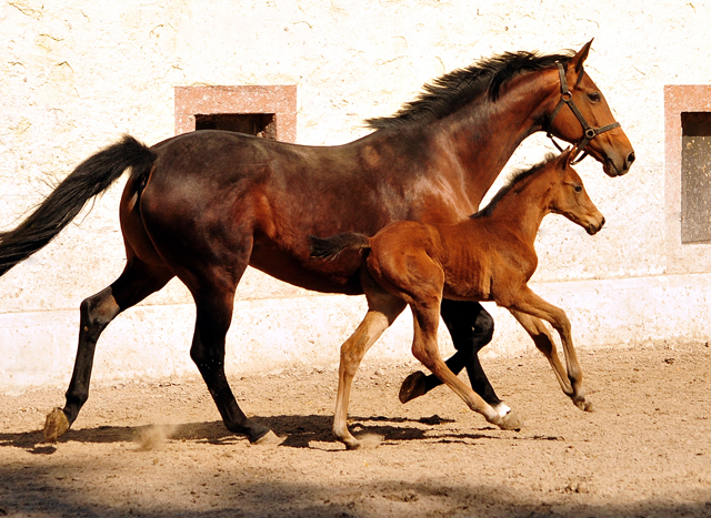 Trakehner Stutfohlen von High Motion u.d. Hetti v. Exclusiv, Foto: Beate Langels