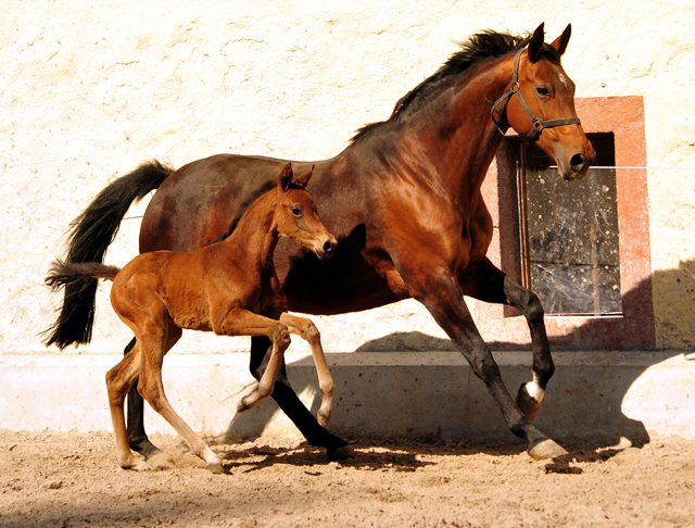 Trakehner Stutfohlen von High Motion u.d. Hetti v. Exclusiv, Foto: Beate Langels