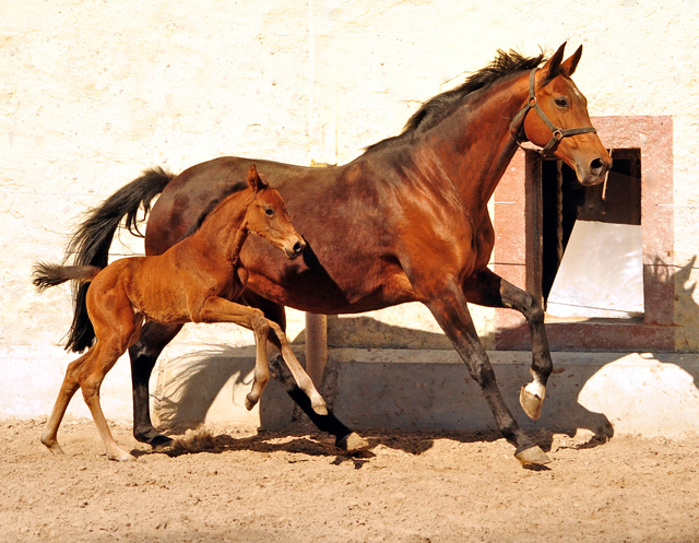 Trakehner Stutfohlen von High Motion u.d. Hetti v. Exclusiv, Foto: Beate Langels