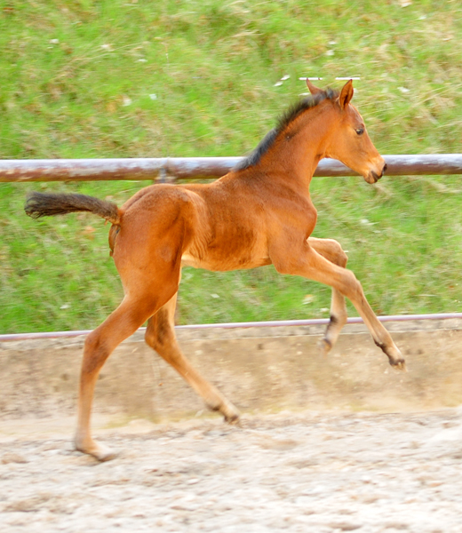 Trakehner Stutfohlen von High Motion u.d. Hetti v. Exclusiv, Foto: Beate Langels