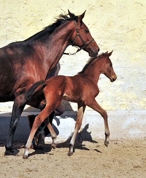 Trakehner Stutfohlen von High Motion u.d. Hetti v. Exclusiv, Foto: Beate Langels