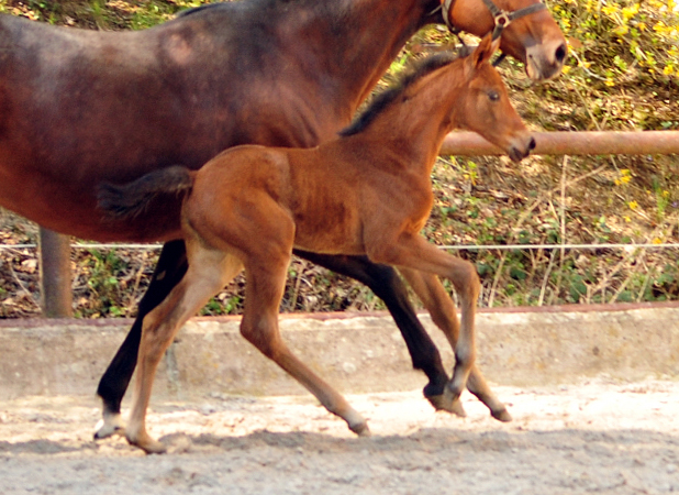 Trakehner Stutfohlen von High Motion u.d. Hetti v. Exclusiv, Foto: Beate Langels