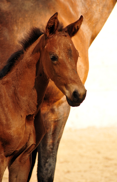 Trakehner Stutfohlen von High Motion u.d. Hetti v. Exclusiv, Foto: Beate Langels