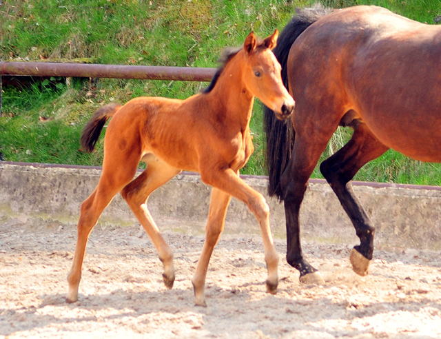 Trakehner Stutfohlen von High Motion u.d. Hetti v. Exclusiv, Foto: Beate Langels