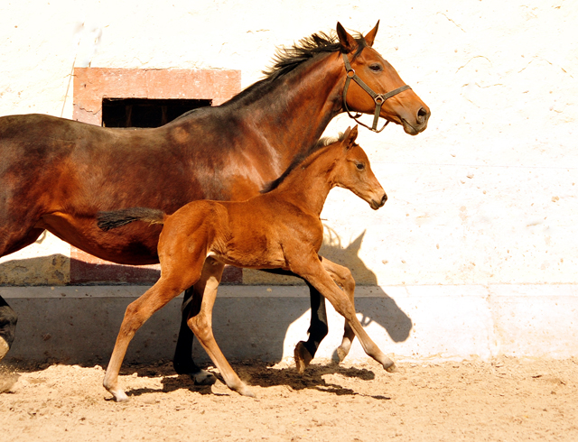 Trakehner Stutfohlen von High Motion u.d. Hetti v. Exclusiv, Foto: Beate Langels