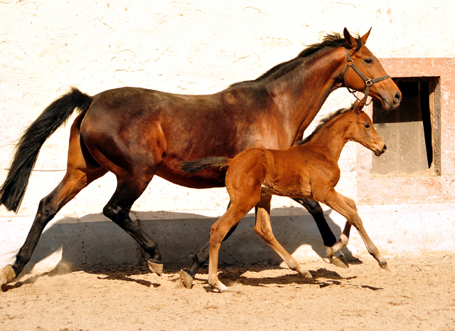 Trakehner Stutfohlen von High Motion u.d. Hetti v. Exclusiv, Foto: Beate Langels