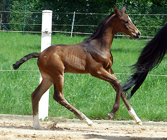 Trakehner Stutfohlen von Symont u.d. Rominten v. Manrico