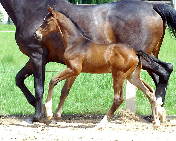 Trakehner Stutfohlen von Symont u.d. Rominten v. Manrico