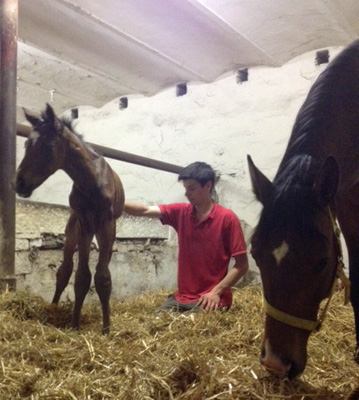  Trakehner Colt by Exclusiv out of Schwalbenfee by Freudenfest