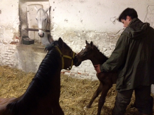  Trakehner Colt by Exclusiv out of Schwalbenfee by Freudenfest