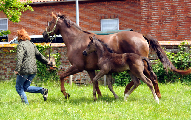 Esm - Trakehner Stutfohlen von Saint Cyr u.d. Emilie v. All Inclusive - Foto: Beate Langels